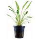 Cryptocoryne wilissii